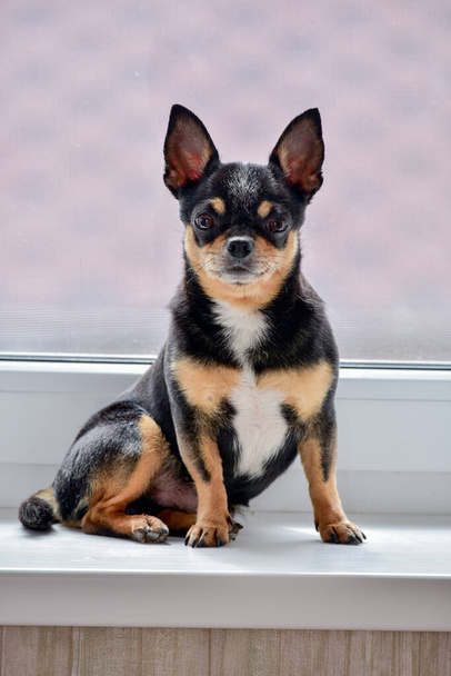 Um cão bonito pequeno da raça de Chihuahua senta-se sozinho em um peitoril branco da janela pela janela. Dia. Cão Chihuahua no parapeito da janela. Pet esperando por seu dono pela janela. O cão é tricolor. cão
 - Foto, Imagem