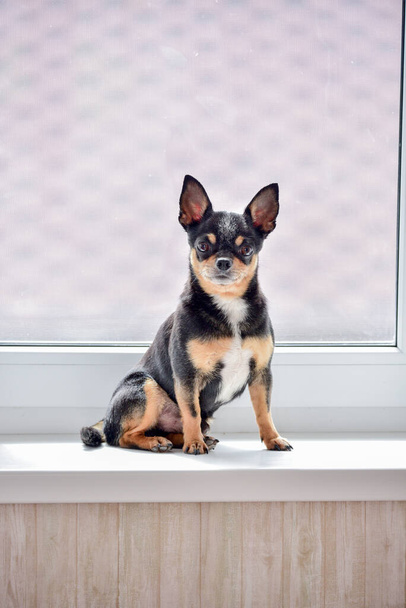 Een kleine mooie hond van het Chihuahua ras zit alleen op een witte vensterbank bij het raam. - Dag. Chihuahua hond op de vensterbank. Huisdier wacht op de eigenaar bij het raam. De hond is driekleurig. hond - Foto, afbeelding
