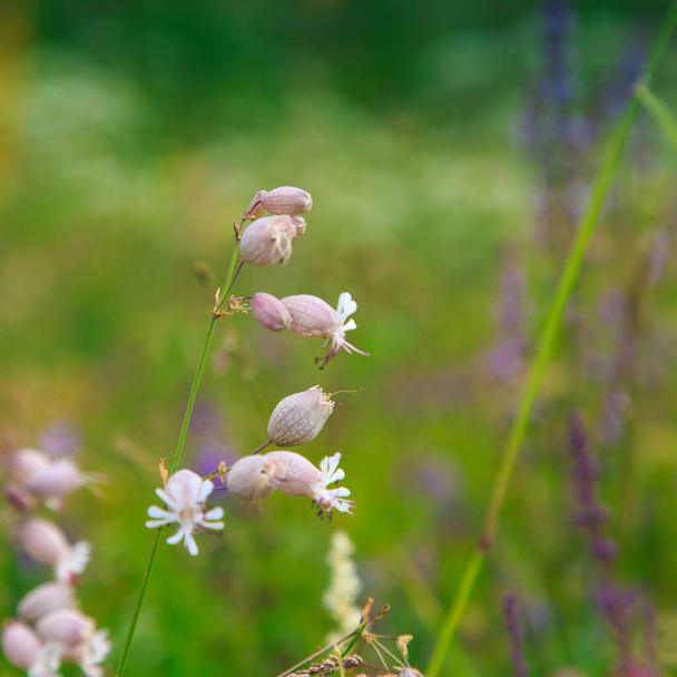 Smelevka gewone bloemen of Silene vulgaris. Veld met wilde bloemen. Natuurlijke achtergrond - Foto, afbeelding
