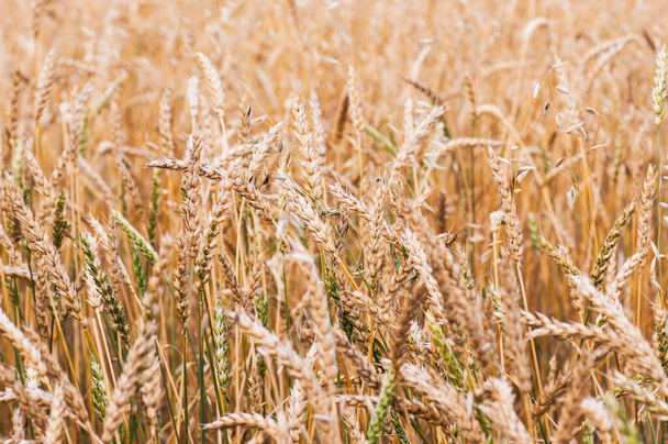 Wheat field background. Autumn time. Selective focus Toned - Foto, imagen