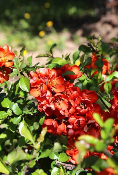 春の美しい明るい花ピグワの果実またはアップルグネまたは日本のグネまたはChaenomeles日当たりの良い庭のジャポニカ低木 - 写真・画像