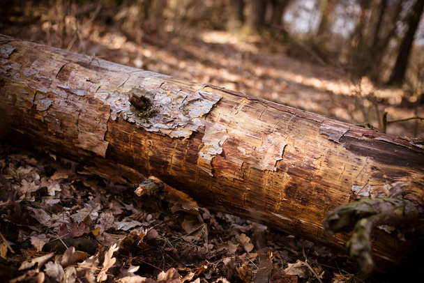 Tronco de árvore velha que coloca no chão na floresta de outono
 - Foto, Imagem