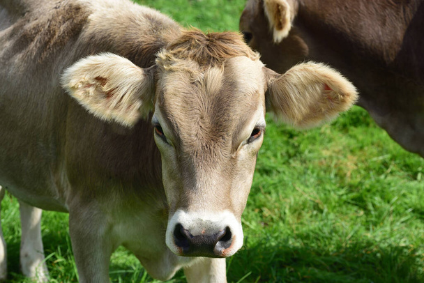 Typical young healthy brown cows in Bavaria on a pasture with gentle muzzle - Photo, Image