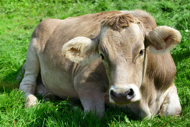 A typical young healthy brown cow in Bavaria lies on a pasture with a gentle muzzle - Photo, Image