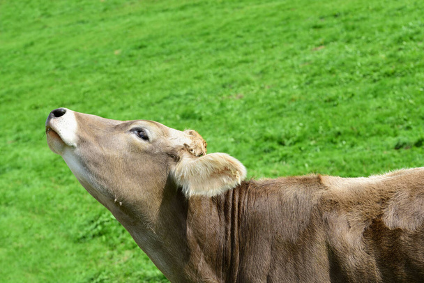 A typical cow in Bavaria with brown fur stands in front of a green meadow and throws his head upwards - Photo, Image