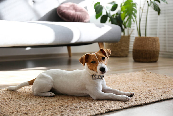 Curious Jack Russell Terrier puppy looking at the camera. Adorable doggy with folded ears at home with funny look on its face. Close up, copy space, background. - Φωτογραφία, εικόνα