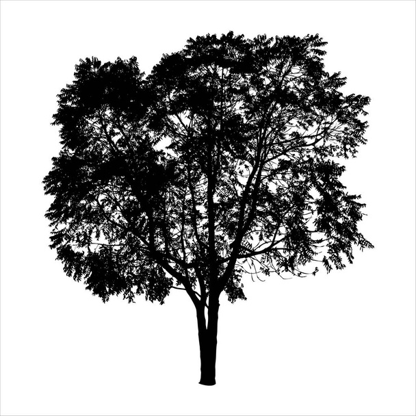 silhouet van boom geïsoleerd op witte achtergrond - Vector, afbeelding