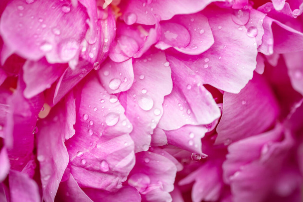 Peonies with water drops close-up. Peony flowers background - Image - Foto, Imagem