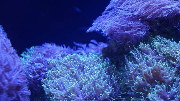 Akvaryumdaki yumuşak mercanlar. Yakın plan Anthelia ve Euphyllia mercanları temiz mavi suda. Deniz altı yaşamı. Violet doğal arka plan, kopyalama alanı seçici odak, nesli tükenmekte olan türler, küresel ısınma - Fotoğraf, Görsel