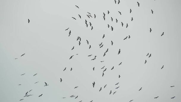 Desde abajo bandada de cigüeñas volando contra el cielo gris nublado. Siluetas de pájaros volando como símbolo de libertad y naturaleza. Concepto de conservación del medio ambiente y especies de animales en peligro de extinción. - Foto, Imagen