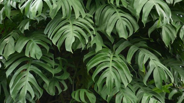 Mehukas eksoottinen trooppinen hirviö lähtee tekstuuri tausta, copyspace. Rehevä lehtineen, vehreys paratiisin puutarhassa. Abstrakti luonnollinen tummanvihreä viidakko kasvillisuus tausta kuvio, villi kesä sademetsä - Valokuva, kuva