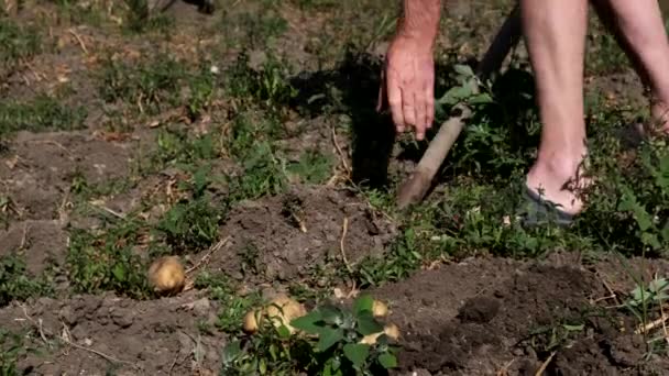 庭にシャベルでジャガイモを掘っている男. - 映像、動画