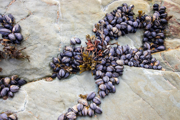 New Polzeath Cornwall-mussels on the rocks - Photo, Image