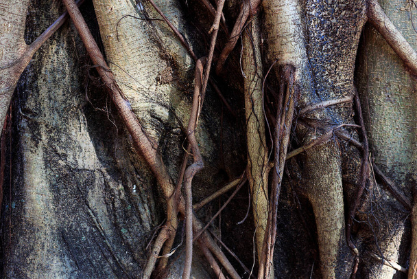 drzewo pień grunge tekstury tło - Zdjęcie, obraz