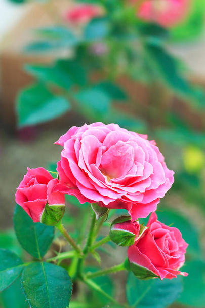 Kaunis kirkkaan vaaleanpunainen ruusu kukkii pensas puutarhassa. pehmeä keskittyminen taustalla. yli valon - Valokuva, kuva
