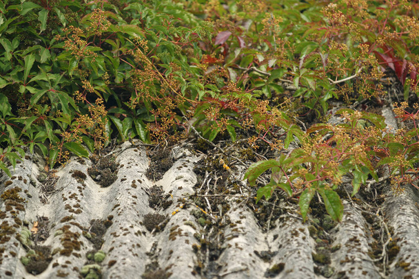 Velho telhado de ardósia coberto com musgo e galhos secos. Lituânia
 - Foto, Imagem