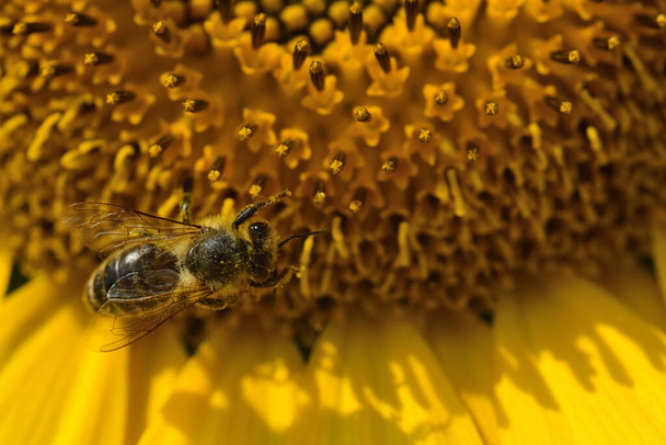 Primer plano de una abeja en el centro de un girasol con polen amarillo mientras busca comida
 - Foto, imagen