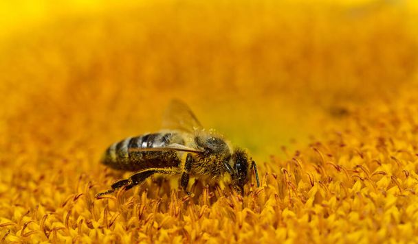 Primo piano di un'ape mentre raccoglie il polline nel centro di un girasole brillante con campo di testo sopra - Foto, immagini