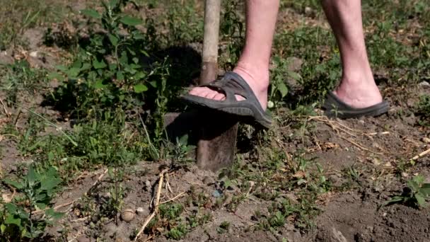 庭にシャベルでジャガイモを掘っている男. - 映像、動画