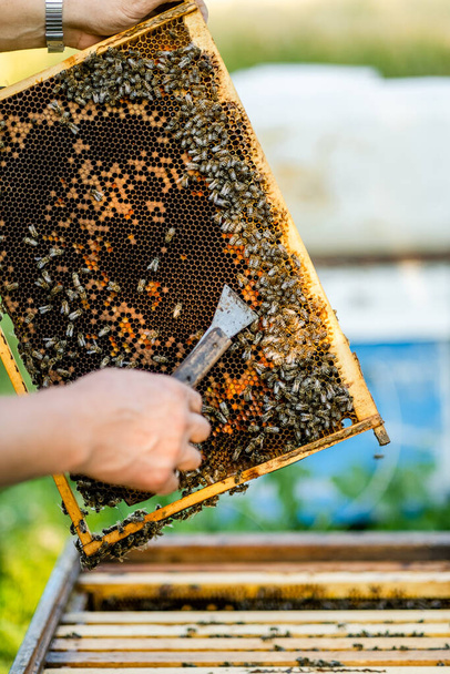 L'apiculteur ouvre la ruche, les abeilles vérifient, vérifient le miel. Apiculteur explorant le nid d'abeille. - Photo, image