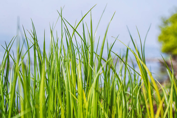 Tall green grass straws in the spring in vibrant colors - Foto, immagini