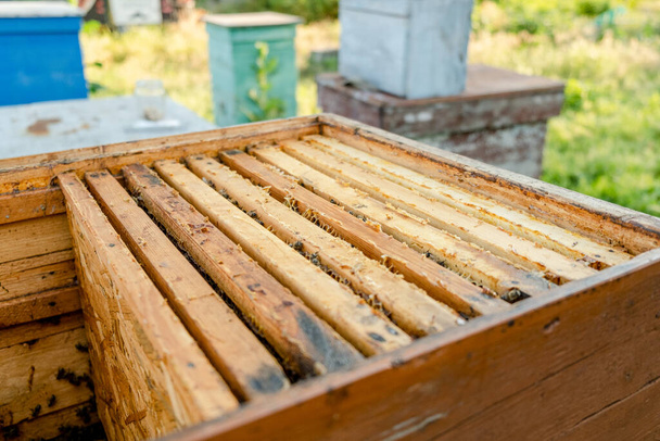 The beekeeper opens the hive, the bees checks, checks honey. Beekeeper exploring honeycomb. - Photo, image