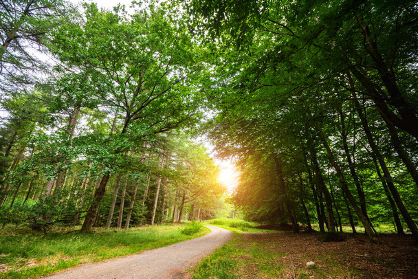 Kaareva tie vihreässä metsässä keväällä kirkkaassa auringonvalossa tien päässä - Valokuva, kuva