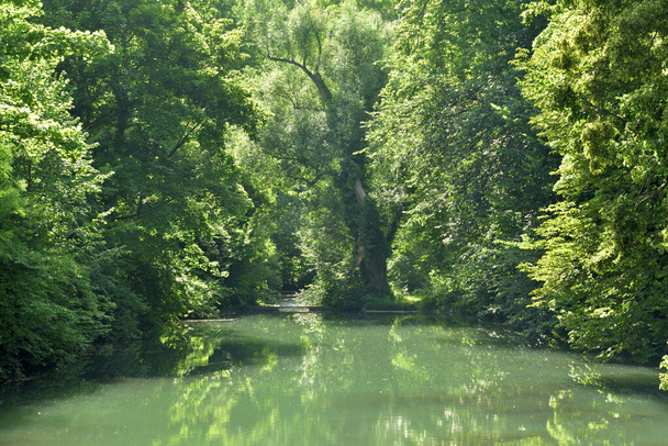 De vieux arbres verts se tiennent près d'un lac et forment un fond de conte de fées - Photo, image