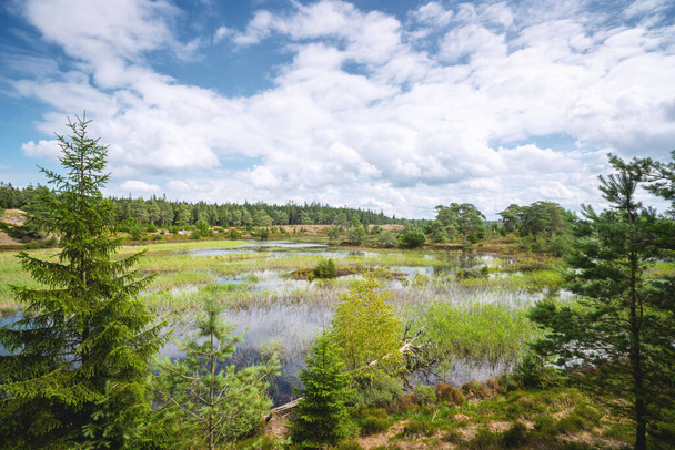 Kaunis luonto kosteikoissa vihreitä puita sinisen taivaan alla Tanskassa - Valokuva, kuva