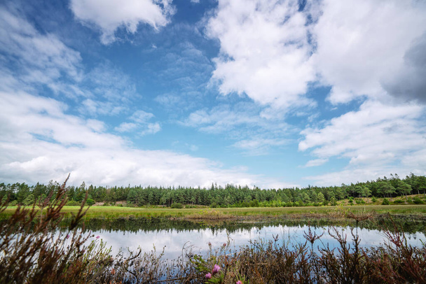 Bos meer onder een blauwe hemel in de zomer met wilde planten rondom - Foto, afbeelding
