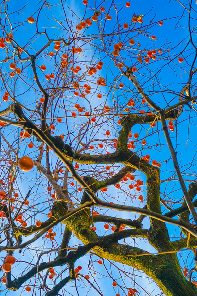 Árboles de caqui y cielo azul de la imagen
 - Foto, imagen