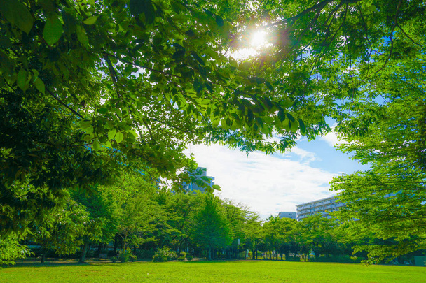 O verde fresco do parque Akishima-Tsutsujigaoka
 - Foto, Imagem