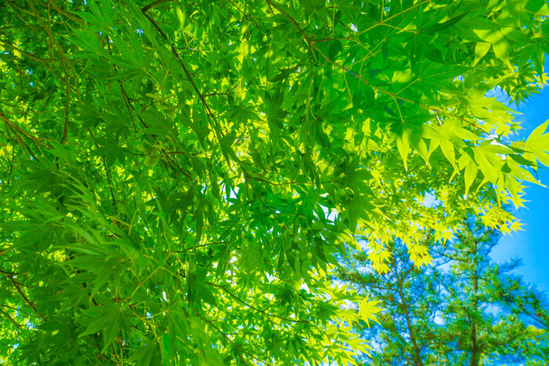 Verde fresco de un árbol grande y un cielo soleado
 - Foto, imagen