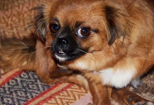 L'Echidna, un regard farceur des Pékinois. Un petit chien regarde sournoisement le propriétaire et montre ses dents. - Photo, image