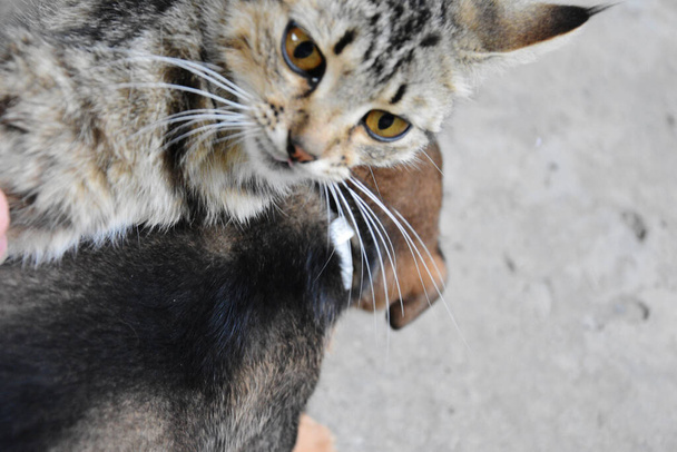 Gri kedi köpeğe sarıldı ve çerçeveye yukarıdan baktı. Köpek ve kedi arkadaştır.. - Fotoğraf, Görsel