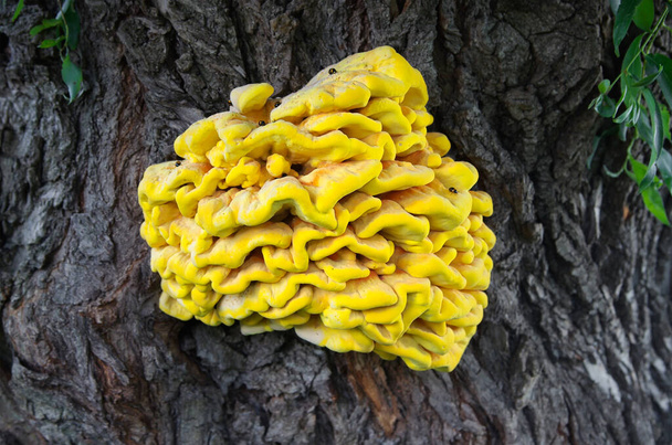 Brightly colored bracket fungus (Laetiporus sulphureus) on tree. Also known as Chicken of the woods. Infested with bugs. Shot in Eastern Europe, Ukraine, Kyiv - Photo, Image