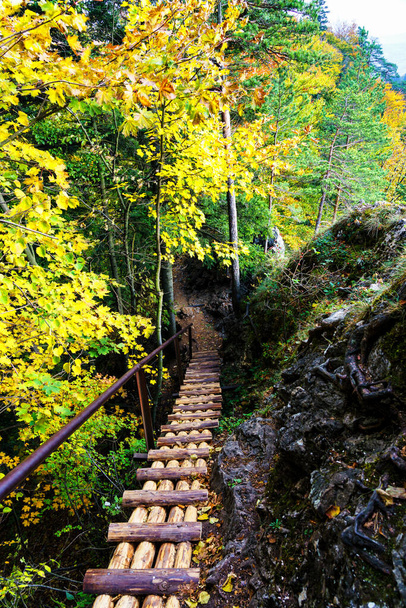 Path in Pieniny Mountains national park, Poland - Фото, зображення