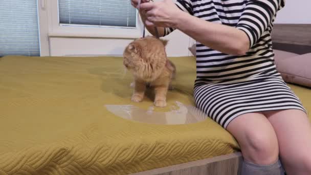 Mulher que fixa no terno de recuperação profissional do gato para feridas abdominais - Filmagem, Vídeo
