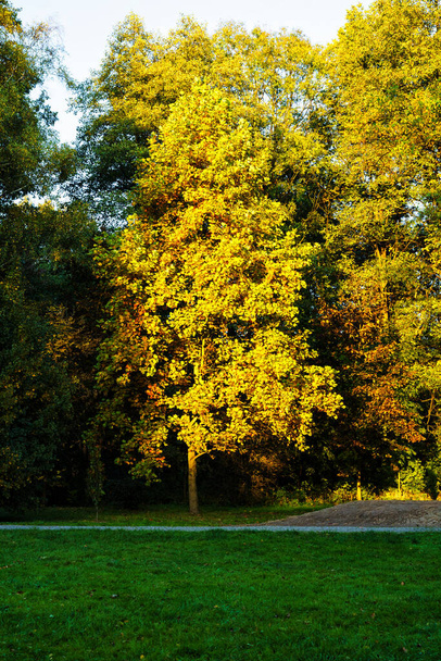 Молюски з барвистим листям восени в місті Пщина (Польща). - Фото, зображення