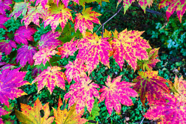 Японське клен з барвистим листям восени. - Фото, зображення