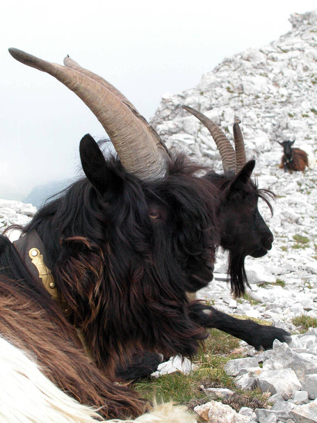 czarne i białe kozy górskie siedzące na skalistym terenie w Alpach - Zdjęcie, obraz