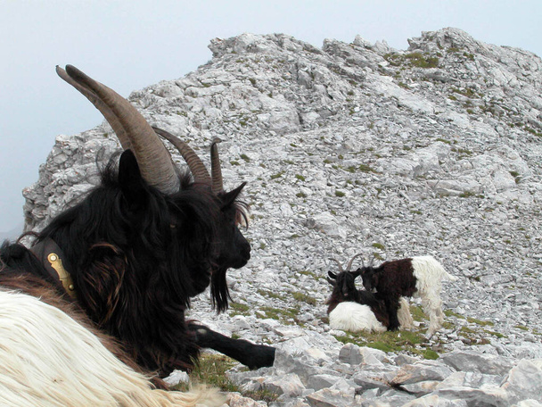 アルプスの岩場に座っている黒と白のマウンテンヤギ - 写真・画像