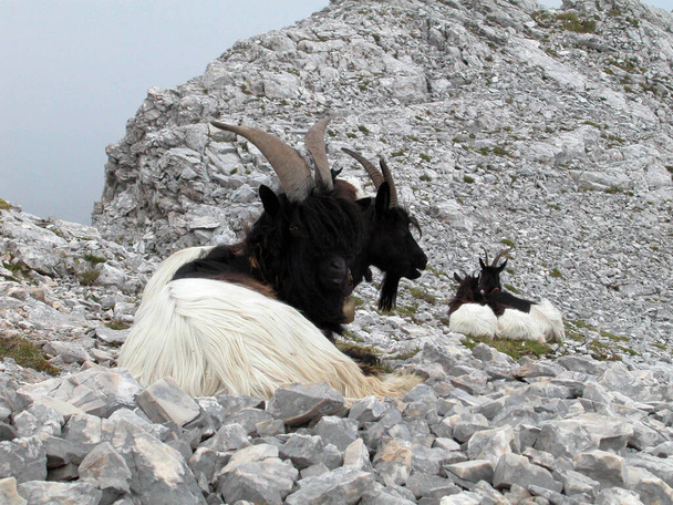 ασπρόμαυρες κατσίκες που κάθονται σε βραχώδες έδαφος στις Άλπεις - Φωτογραφία, εικόνα