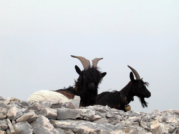 black and white Mountain Goats sitting on rocky terrain in the alps - Photo, Image