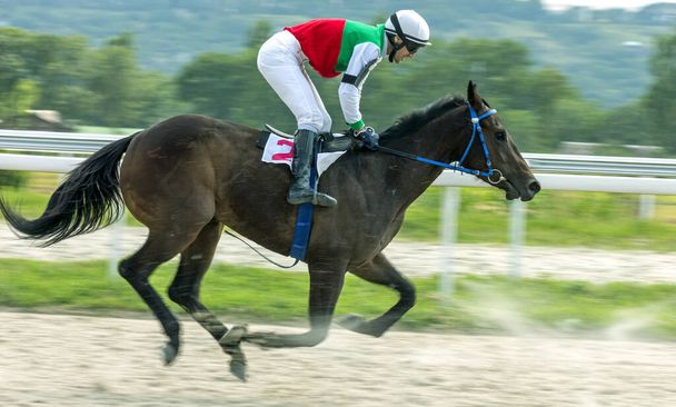 Bir at Kuzey Kafkasya 'daki Pyatigorsk hipodromunda yarışta.. - Fotoğraf, Görsel
