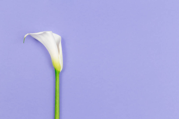 Erstaunlich weiße Calla-Lilie-Blume auf violettem Pastellgrund. Flach lag er. Platz für Text. - Foto, Bild