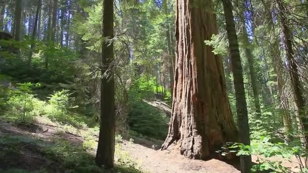 Panorama Parku Narodowego Sequoia - Materiał filmowy, wideo