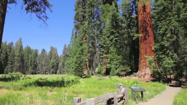 Łąka Parku Narodowego Sequoia - Materiał filmowy, wideo