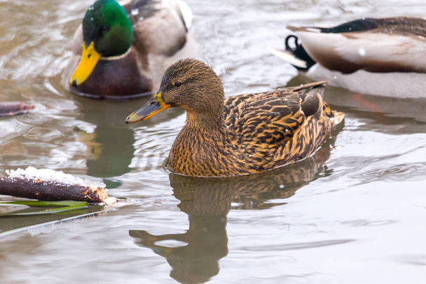 Deux canards colverts à l'étang local.  - Photo, image