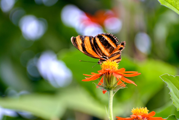 πεταλούδα πορτοκαλί τίγρη (dryadula phaetusa) - Φωτογραφία, εικόνα
